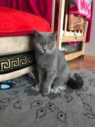 Британская кошка.