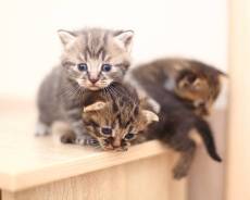 Шотландская прямоухая кошка.