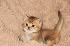 Британская кошка.