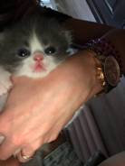 Персидская кошка.