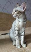 Ориентальная кошка.