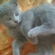 Отдадим котят в хорошие руки