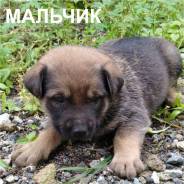 Собаки.