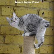 Курильский бобтейл.