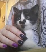 Отдам котенка