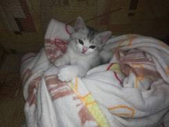 Шотландская кошка.