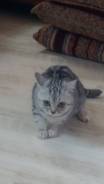 Американская короткошерстная кошка.