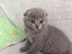 Шотландская вислоухая кошка.