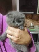 Шотландская вислоухая кошка.