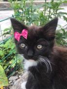 Котенок кошечка