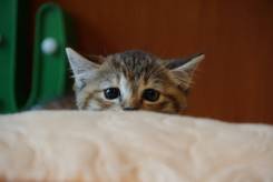 Кошки.