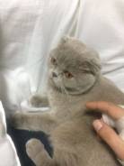 Отдам кошку шотландец вислоухая