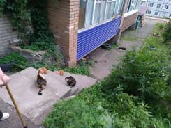 Кошки! Котята! Срочно! Нужен дом. Помогите кошачьему семейству