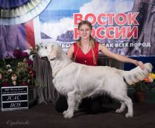 Золотистый ретривер.