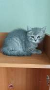 Шотландская прямоухая кошка.