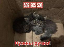 Беспородные кошки.