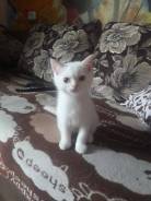 Британская кошка.