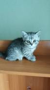 Шотландская кошка.