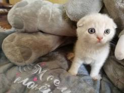 Котята продам