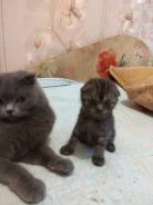 Шотландская вислоухая кошка.