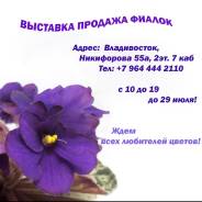 Фиалка.