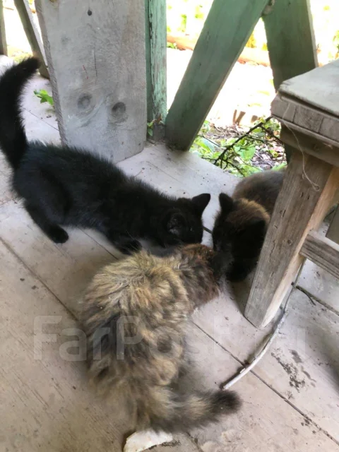 �����. ����