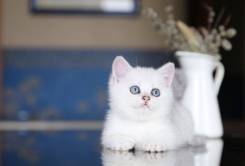 Британская кошка.