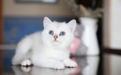 Британская кошка.