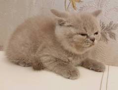 Британская кошка.