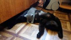 Шотландская прямоухая кошка.