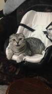 Шотландская вислоухая кошка.
