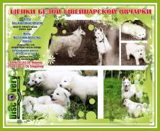 Белая швейцарская овчарка.