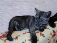 Шотландская вислоухая кошка.