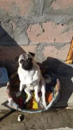����.