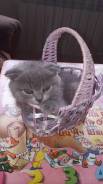 Британская кошка.