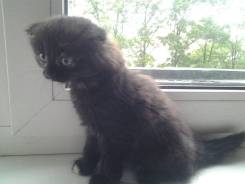 Шотландская вислоухая кошка.