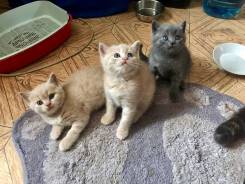 Британская кошка.