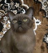 Бурманская кошка.