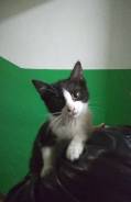 Котенок, примерно 3 месяца, девочка