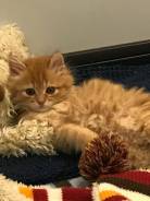Кошки.