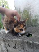 Бесплатно