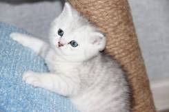 Британская кошка.