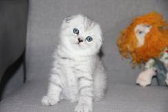 Шотландская вислоухая кошка.