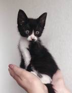 Самый красивый Котенок