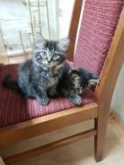 Кошки.
