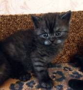 Британская кошка.