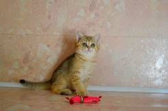 Британская кошка.