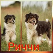 Собаки.
