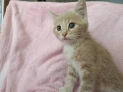 Персиковый котёнок в хорошие руки