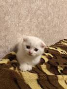 Шотландская вислоухая кошка.